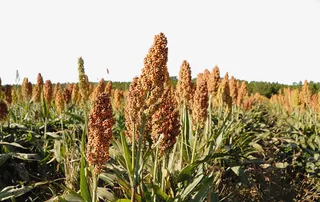 大片高粱地免抠