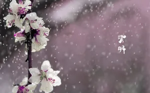 春天 四月 清明节 青团 海报 背景30