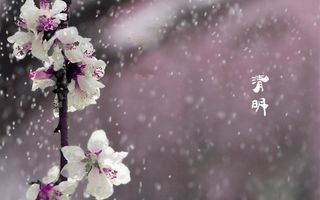 春天 四月 清明节 青团 海报 背景30