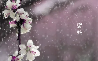 春天 四月 清明节 青团 海报 背景30