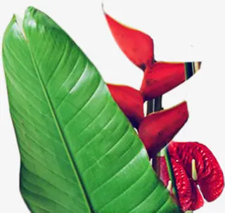 绿色卡通树叶春天植物花朵免抠