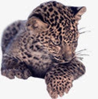 小花豹幼崽哺乳动物免抠