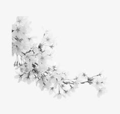 中国风白色樱花花朵免抠
