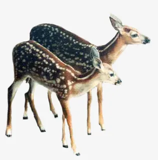 小鹿两只梅花鹿免抠