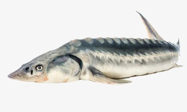 实物 鲟鱼 促销免抠