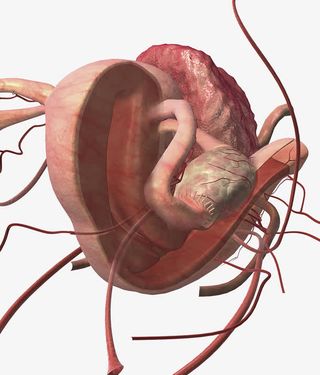 子宫输卵管横切面插图免抠