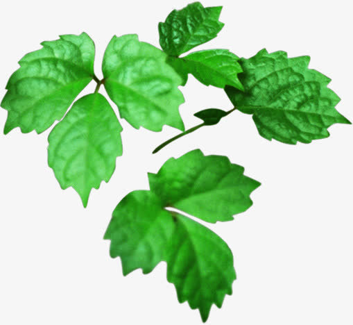 春天高清植物绿叶免抠