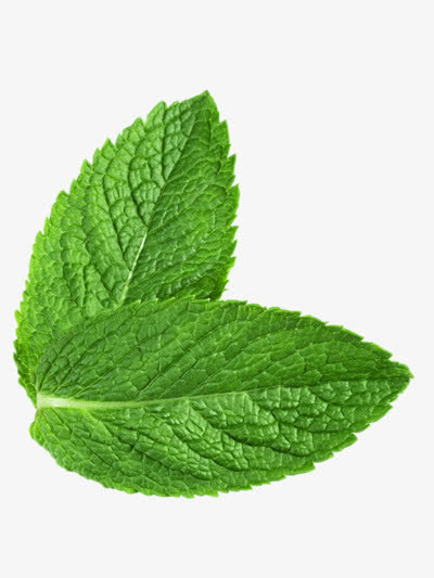 薄荷免抠