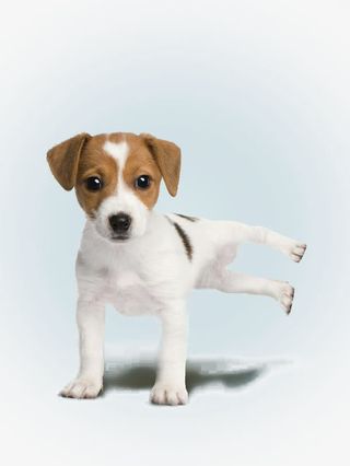 可爱有趣的小狗免抠