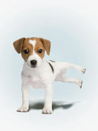 可爱有趣的小狗免抠