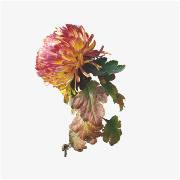 重阳鲜花免抠