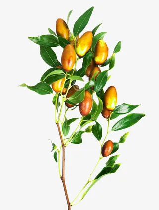 大颗枣和枣叶免抠