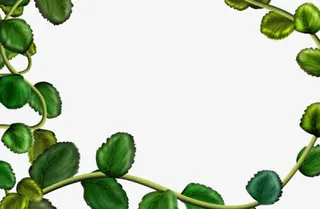 绿叶边框免抠