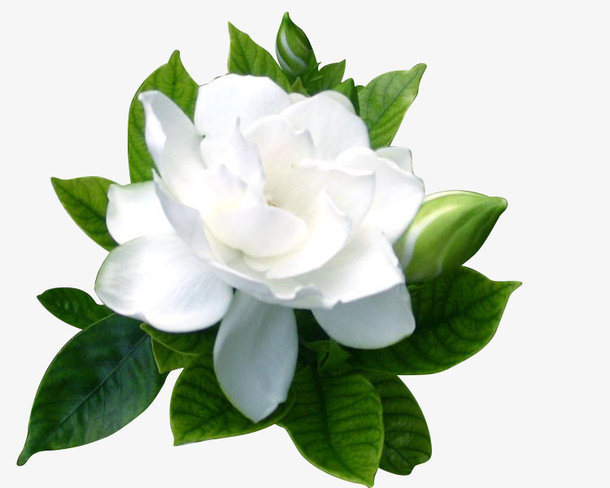 茉莉花绿色植物免抠
