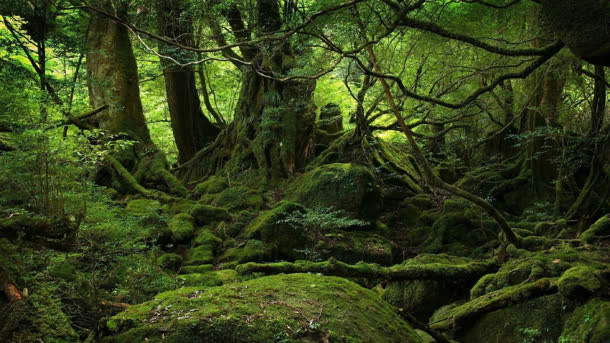 长满青苔的远古大树免抠