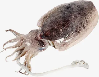 一只新鲜的墨鱼免抠