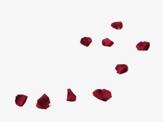 散落的玫瑰花瓣免抠