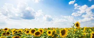 向日葵花海背景高清