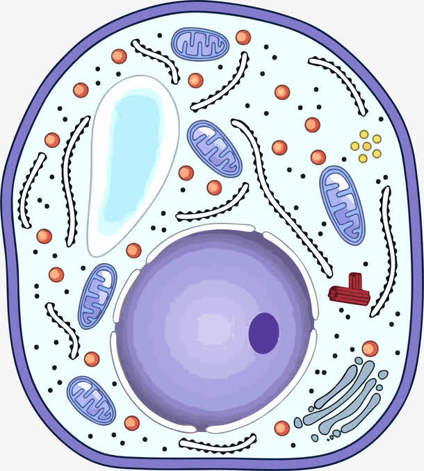 彩色卡通生物细胞结构中的线粒体免抠