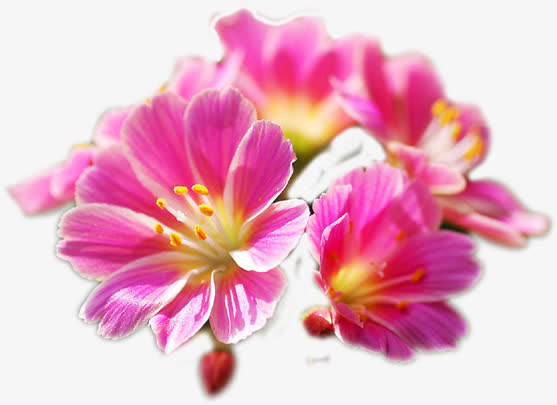 粉色春天盛开花朵装饰免抠