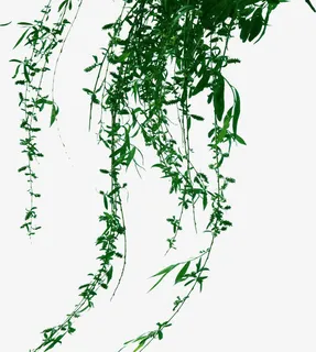 创意绿色柳树飘扬的枝条免抠 创意绿色柳树飘扬的枝条免抠