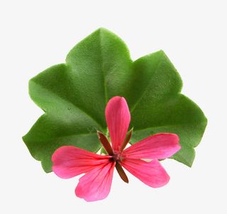 天竺葵花瓣特免抠