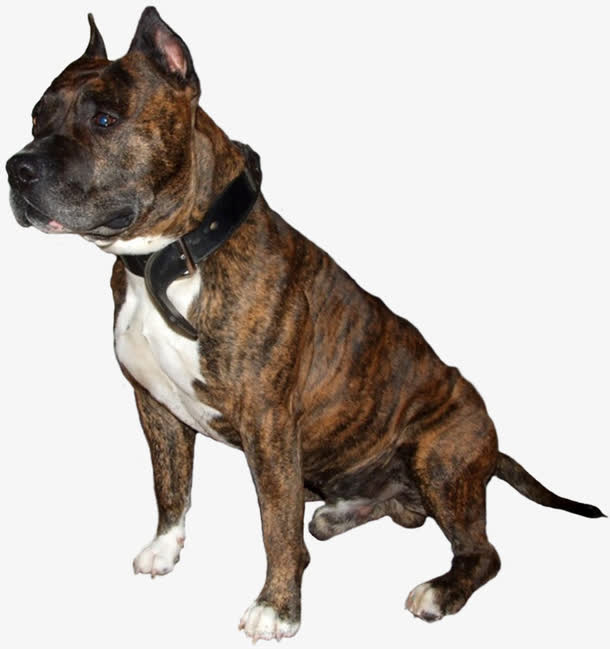 凶悍斗牛犬免抠