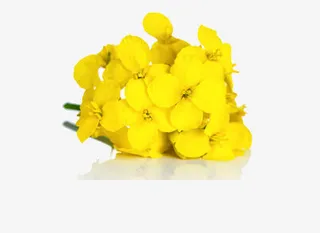 绽放的油菜花免抠