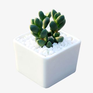 观音莲 多肉植物 鹿角海棠免抠