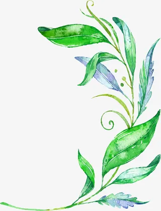 水彩叶子免抠