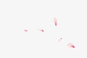 花瓣纷飞免抠