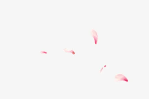 花瓣纷飞免抠
