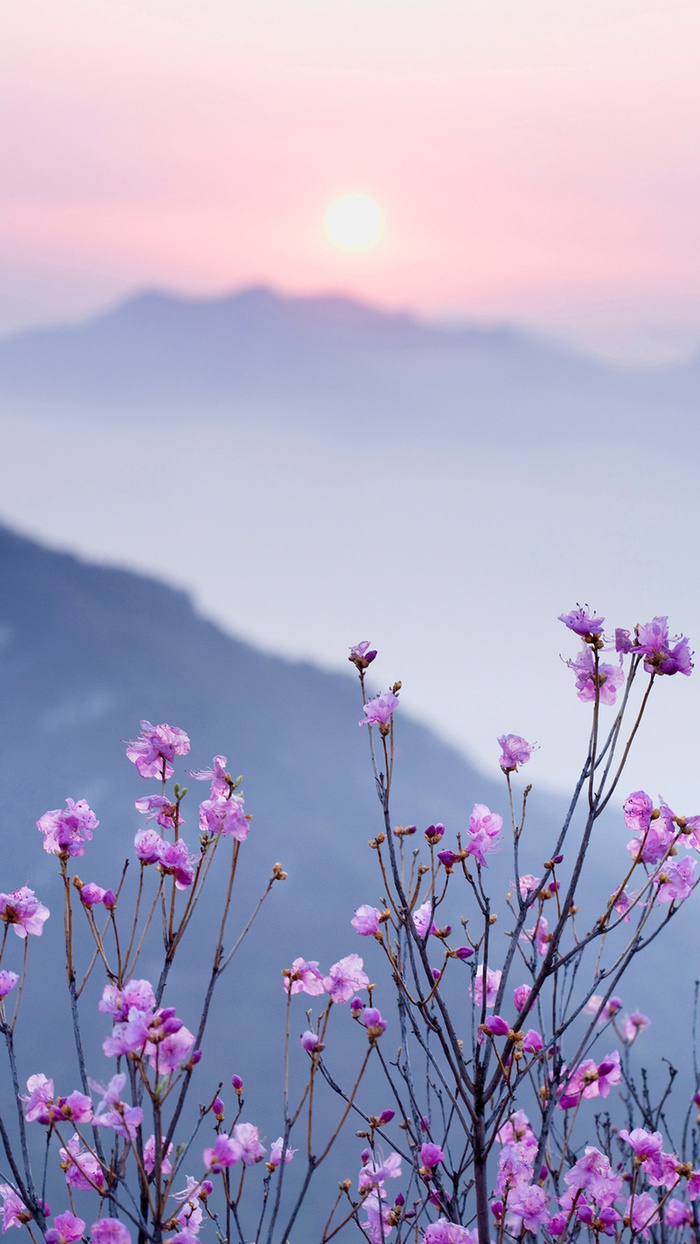 小清新花朵手机端H5背景高清