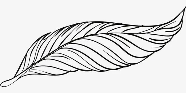 美丽孔雀羽毛线稿免抠