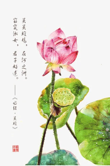 诗经花朵插画配图免抠