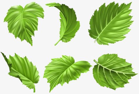 矢量手绘树叶免抠