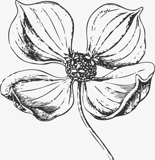 手绘花朵免抠