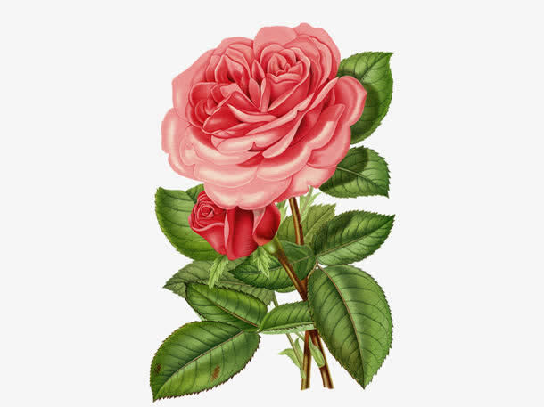 盛开的粉色千叶花朵免抠