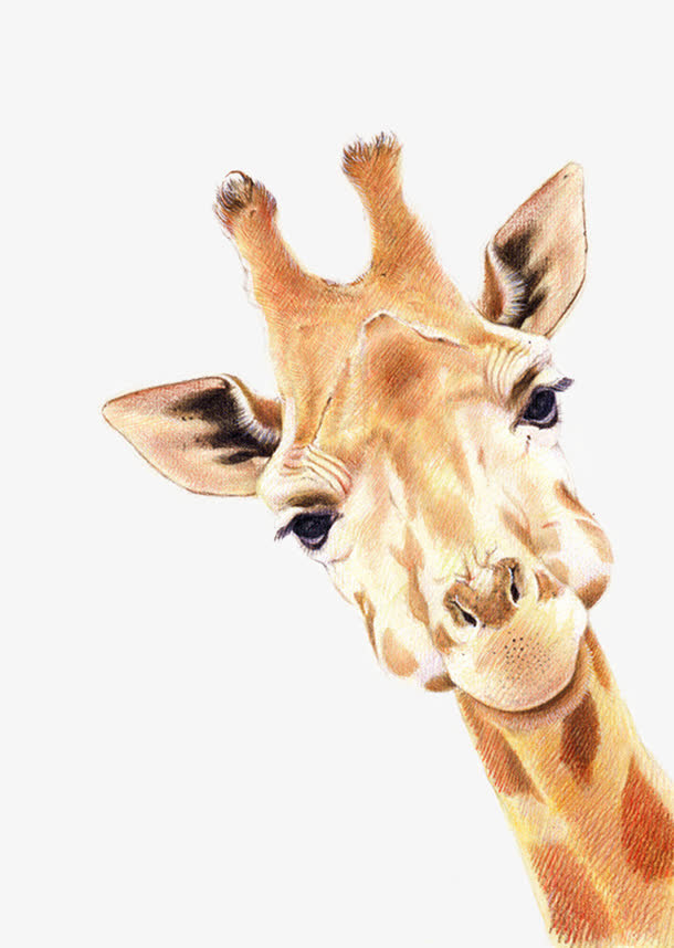 可爱的长劲鹿免抠