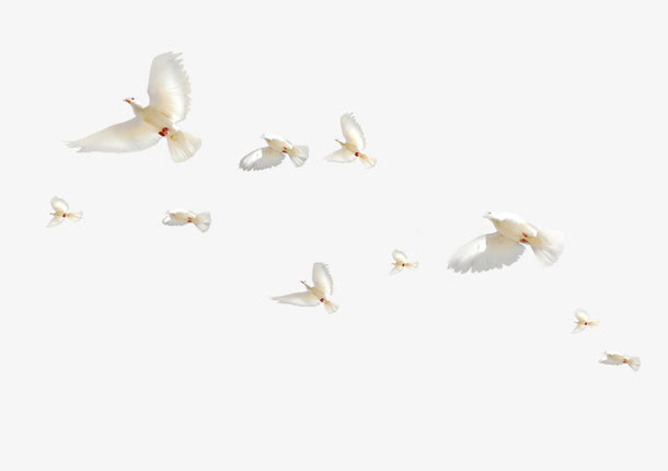 飞鸟免抠
