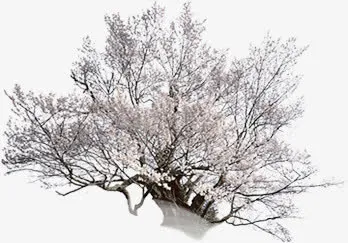 白色花朵树枝大树景观装饰免抠