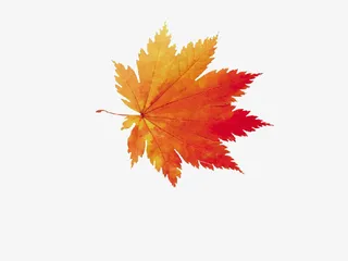 单片枫叶植物元素免抠动植物植物元素