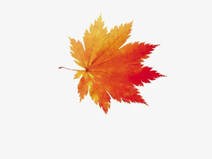 单片枫叶植物元素免抠动植物植物元素 单片枫叶植物元素免抠动植物植物元素