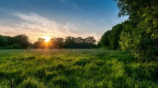 绿树日出夏日微风免抠