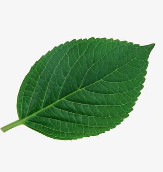 一片绿叶免抠