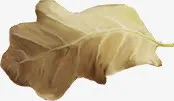 枯叶免抠