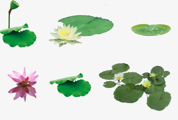 荷花荷叶素材大全免抠