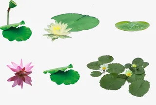 荷花荷叶素材大全免抠