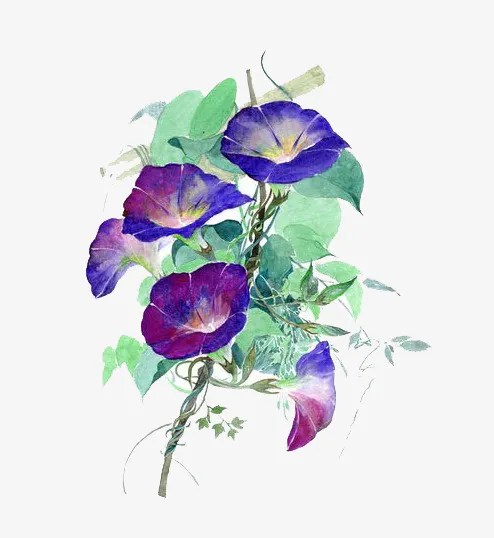 绿色牵牛花免抠