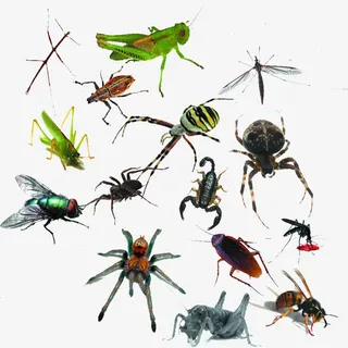 各种各样的昆虫免抠